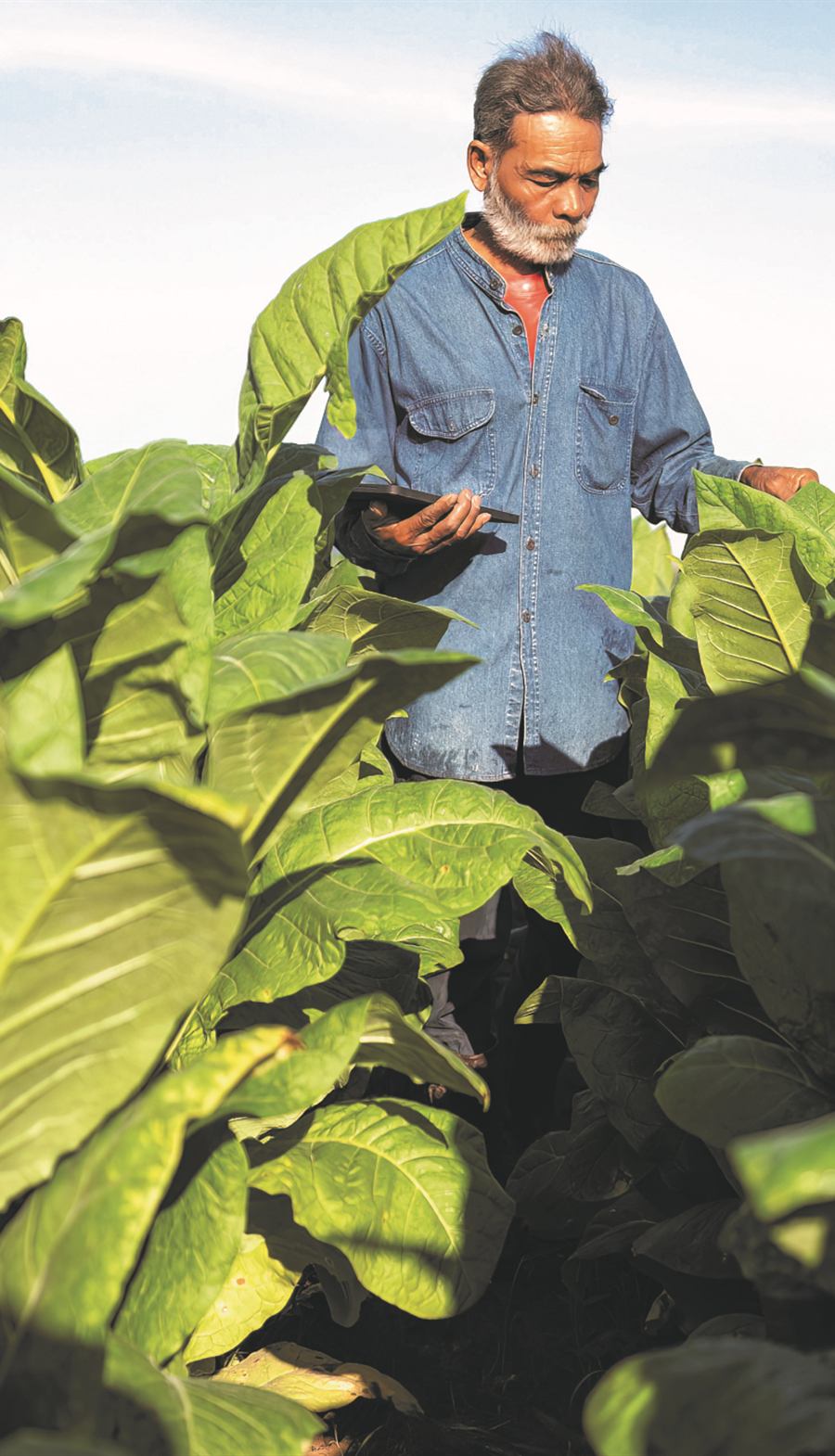 Productor revisando información de su cultivo en una tableta