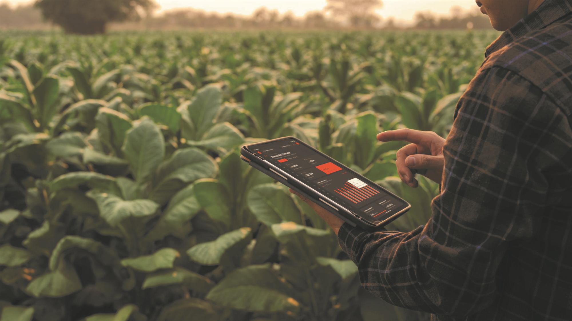 Tableta con información de producción en medio de un cultivo